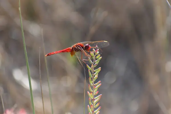 Red Veined Darter Sympetrum Fonscolombii Close View Camargue Southern France — Photo