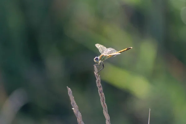 Red Veined Darter Sympetrum Fonscolombii Close View Camargue Southern France — Photo