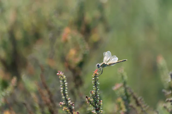 Red-veined darter Sympetrum fonscolombii in close view from Camargue, Southern France