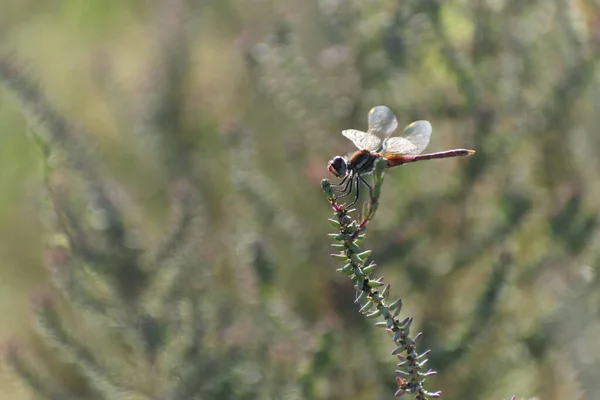 Red-veined darter Sympetrum fonscolombii in close view from Camargue, Southern France