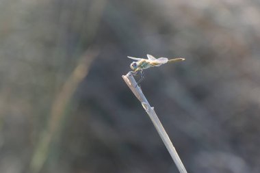 Red-veined darter Sympetrum fonscolombii in close view from Camargue, Southern France