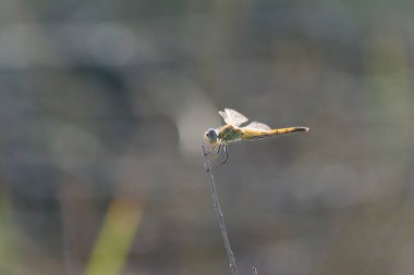 Red-veined darter Sympetrum fonscolombii in close view from Camargue, Southern France