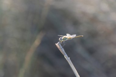 Red-veined darter Sympetrum fonscolombii in close view from Camargue, Southern France