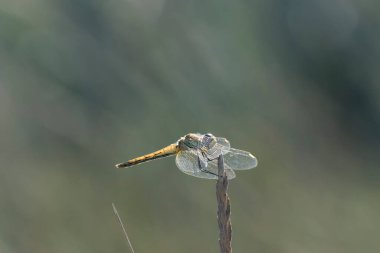Red-veined darter Sympetrum fonscolombii in close view from Camargue, Southern France