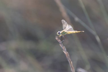 Red-veined darter Sympetrum fonscolombii in close view from Camargue, Southern France