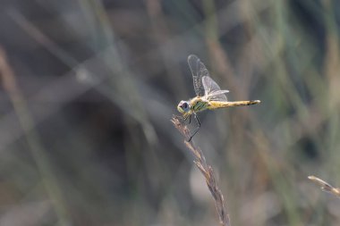 Red-veined darter Sympetrum fonscolombii in close view from Camargue, Southern France