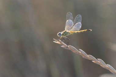 Red-veined darter Sympetrum fonscolombii in close view from Camargue, Southern France