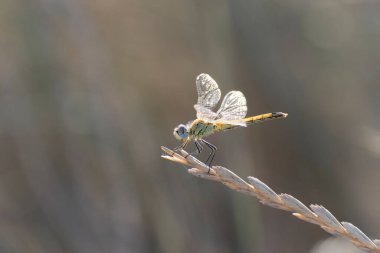 Red-veined darter Sympetrum fonscolombii in close view from Camargue, Southern France