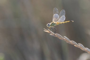 Red-veined darter Sympetrum fonscolombii in close view from Camargue, Southern France