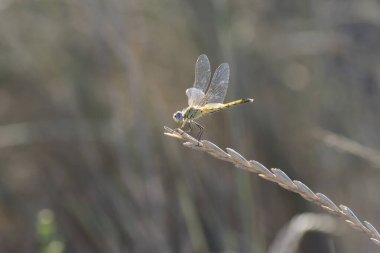 Red-veined darter Sympetrum fonscolombii in close view from Camargue, Southern France