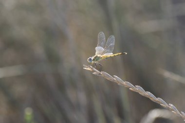 Red-veined darter Sympetrum fonscolombii in close view from Camargue, Southern France