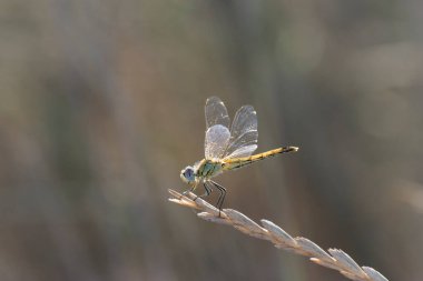 Red-veined darter Sympetrum fonscolombii in close view from Camargue, Southern France