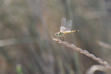 Red-veined darter Sympetrum fonscolombii in close view from Camargue, Southern France