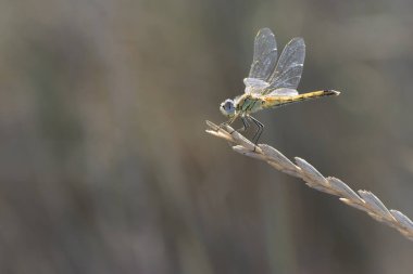 Red-veined darter Sympetrum fonscolombii in close view from Camargue, Southern France