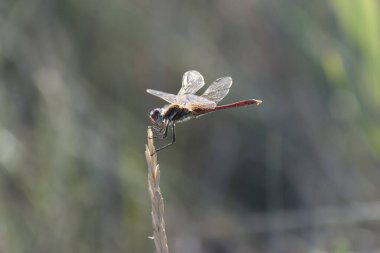 Red-veined darter Sympetrum fonscolombii in close view from Camargue, Southern France