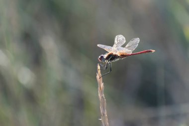 Red-veined darter Sympetrum fonscolombii in close view from Camargue, Southern France