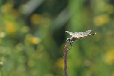 Red-veined darter Sympetrum fonscolombii in close view from Camargue, Southern France