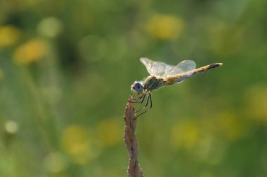 Red-veined darter Sympetrum fonscolombii in close view from Camargue, Southern France