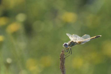Red-veined darter Sympetrum fonscolombii in close view from Camargue, Southern France