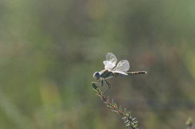 Red-veined darter Sympetrum fonscolombii in close view from Camargue, Southern France