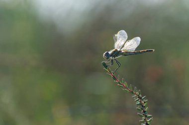 Red-veined darter Sympetrum fonscolombii in close view from Camargue, Southern France