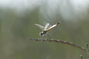 Red-veined darter Sympetrum fonscolombii in close view from Camargue, Southern France