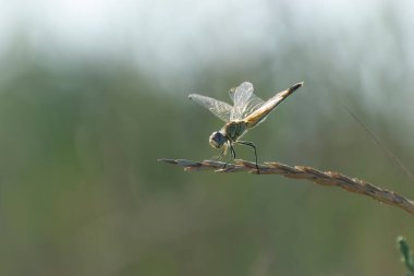 Red-veined darter Sympetrum fonscolombii in close view from Camargue, Southern France
