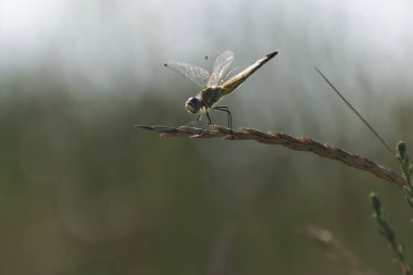 Red-veined darter Sympetrum fonscolombii in close view from Camargue, Southern France