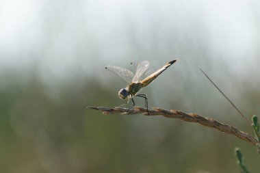 Red-veined darter Sympetrum fonscolombii in close view from Camargue, Southern France