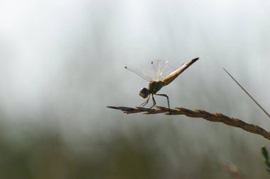 Red-veined darter Sympetrum fonscolombii in close view from Camargue, Southern France