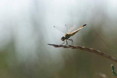 Red-veined darter Sympetrum fonscolombii in close view from Camargue, Southern France
