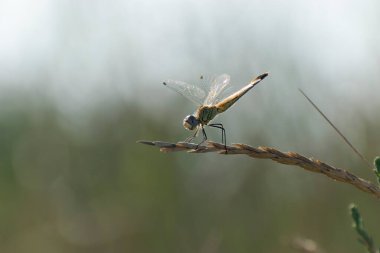 Red-veined darter Sympetrum fonscolombii in close view from Camargue, Southern France