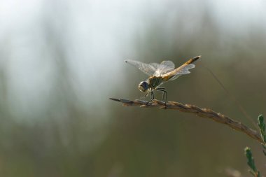 Red-veined darter Sympetrum fonscolombii in close view from Camargue, Southern France