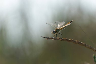 Red-veined darter Sympetrum fonscolombii in close view from Camargue, Southern France