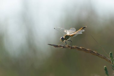 Red-veined darter Sympetrum fonscolombii in close view from Camargue, Southern France
