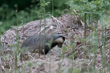 European badger Meles meles in an underwood