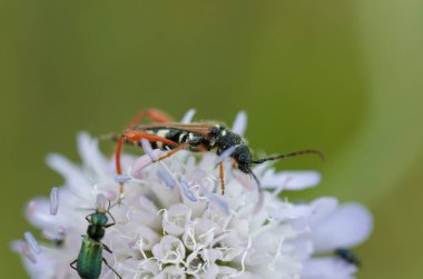 Longhorn beetle Cerambycidae Stenopterus rufus on flower in central France