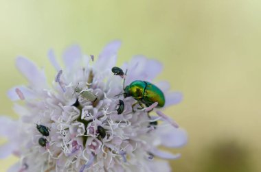 Leaf beetle Chrysomelidae Cyptocephalus sericeus on flower