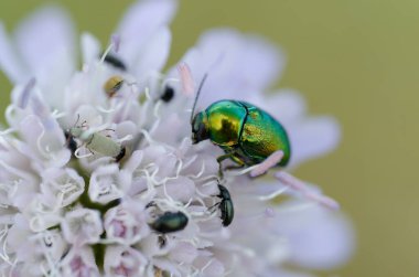 Leaf beetle Chrysomelidae Cyptocephalus sericeus on flower