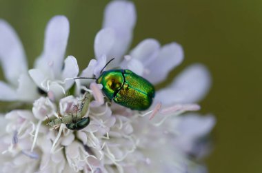 Leaf beetle Chrysomelidae Cyptocephalus sericeus on flower