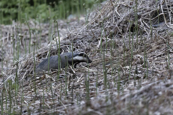 European Badger Meles Meles Underwood — Foto Stock