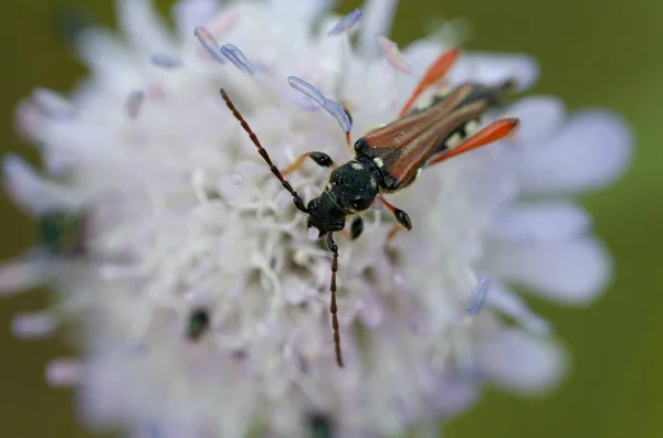 Longhorn Beetle Cerambycidae Stenopterus Rufus Flower Central France — Fotografia de Stock