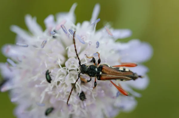 Longhorn Beetle Cerambycidae Stenopterus Rufus Flower Central France — Fotografia de Stock