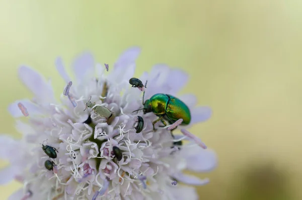 Leaf Beetle Chrysomelidae Cyptocephalus Sericeus Flower — Fotografia de Stock