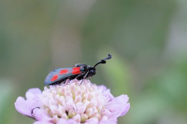 Moth Zygaena sarpedon foraging on flower in a meadow in central France