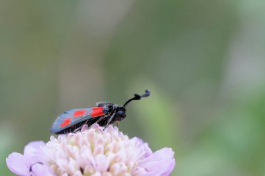 Moth Zygaena sarpedon foraging on flower in a meadow in central France