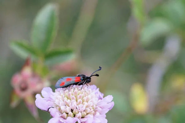 Moth Zygaena Sarpedon Foraging Flower Meadow Central France — 图库照片