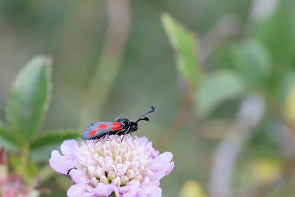Moth Zygaena Sarpedon Foraging Flower Meadow Central France — 图库照片