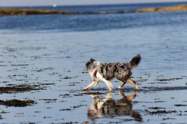 Australian Border Collie running in the sea or in portrait