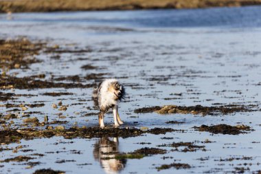 Australian Border Collie running in the sea or in portrait
